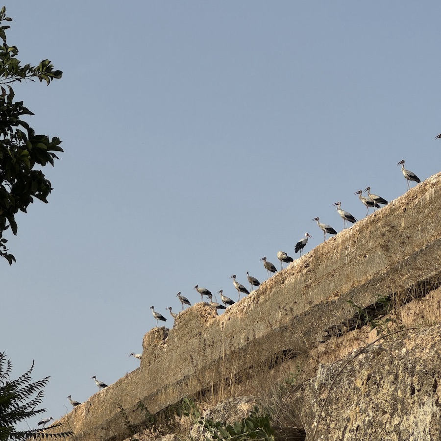 cygognes Meknes